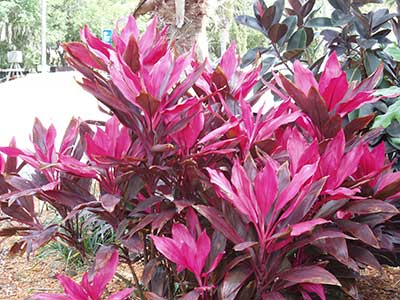 Red Floral Plant